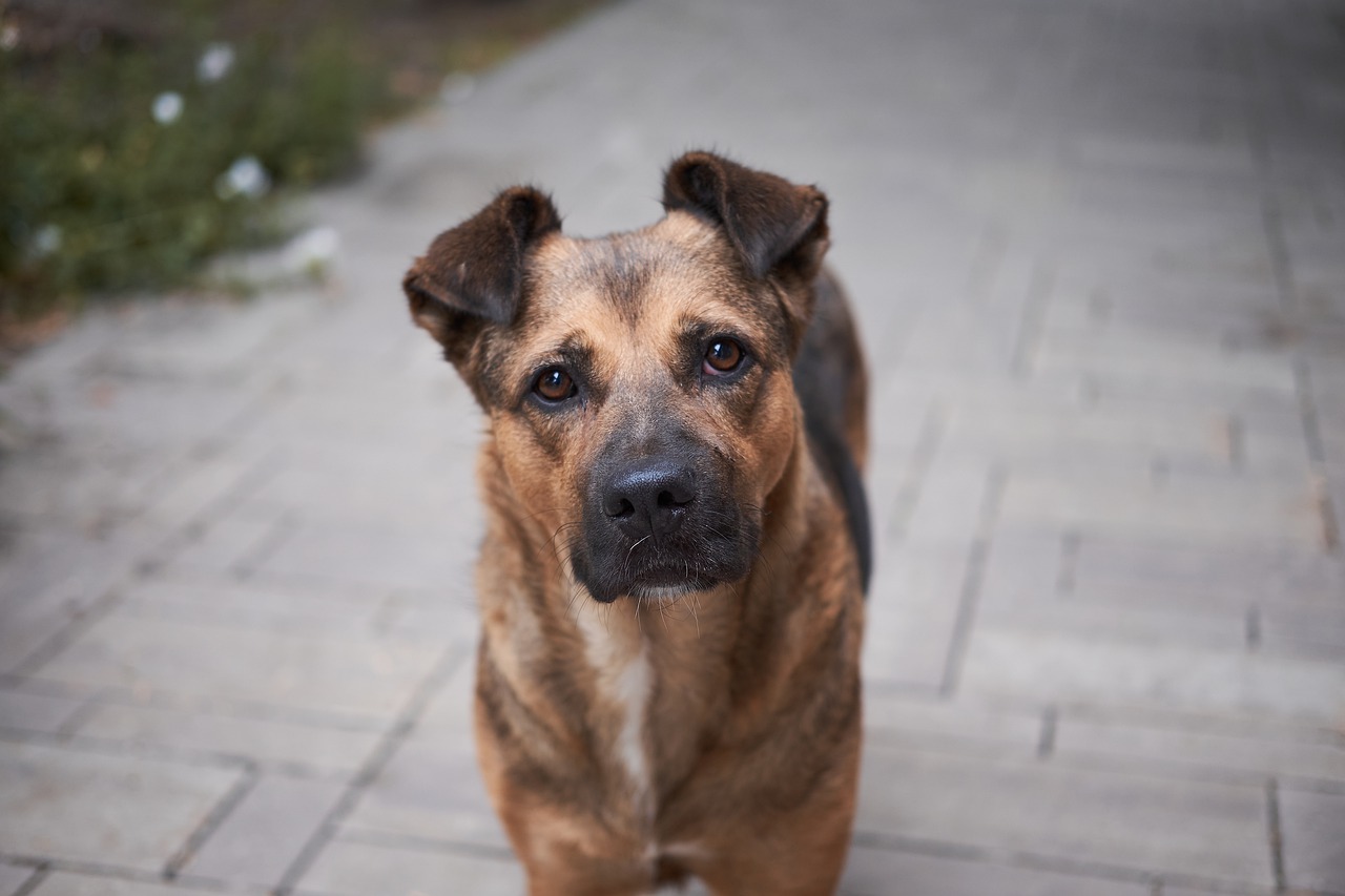 Senzatetto piange il cane