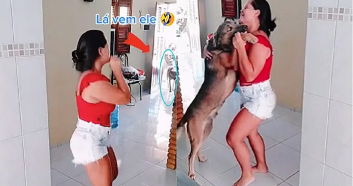 Cane ascolta una canzone