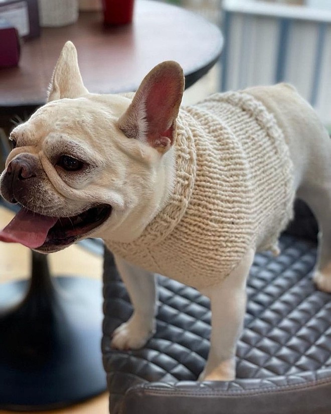 vestiti per cani lavorati a maglia