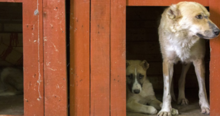 66 cani salvati