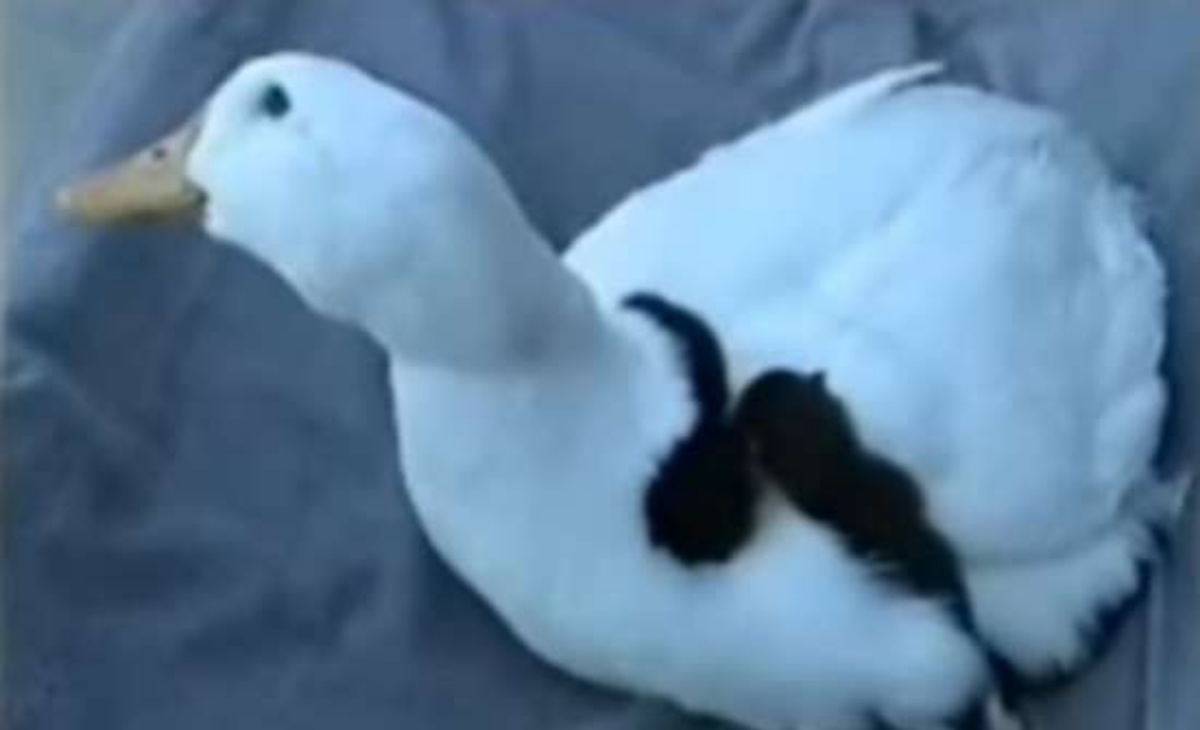 Anatra adotta 5 gattini orfani