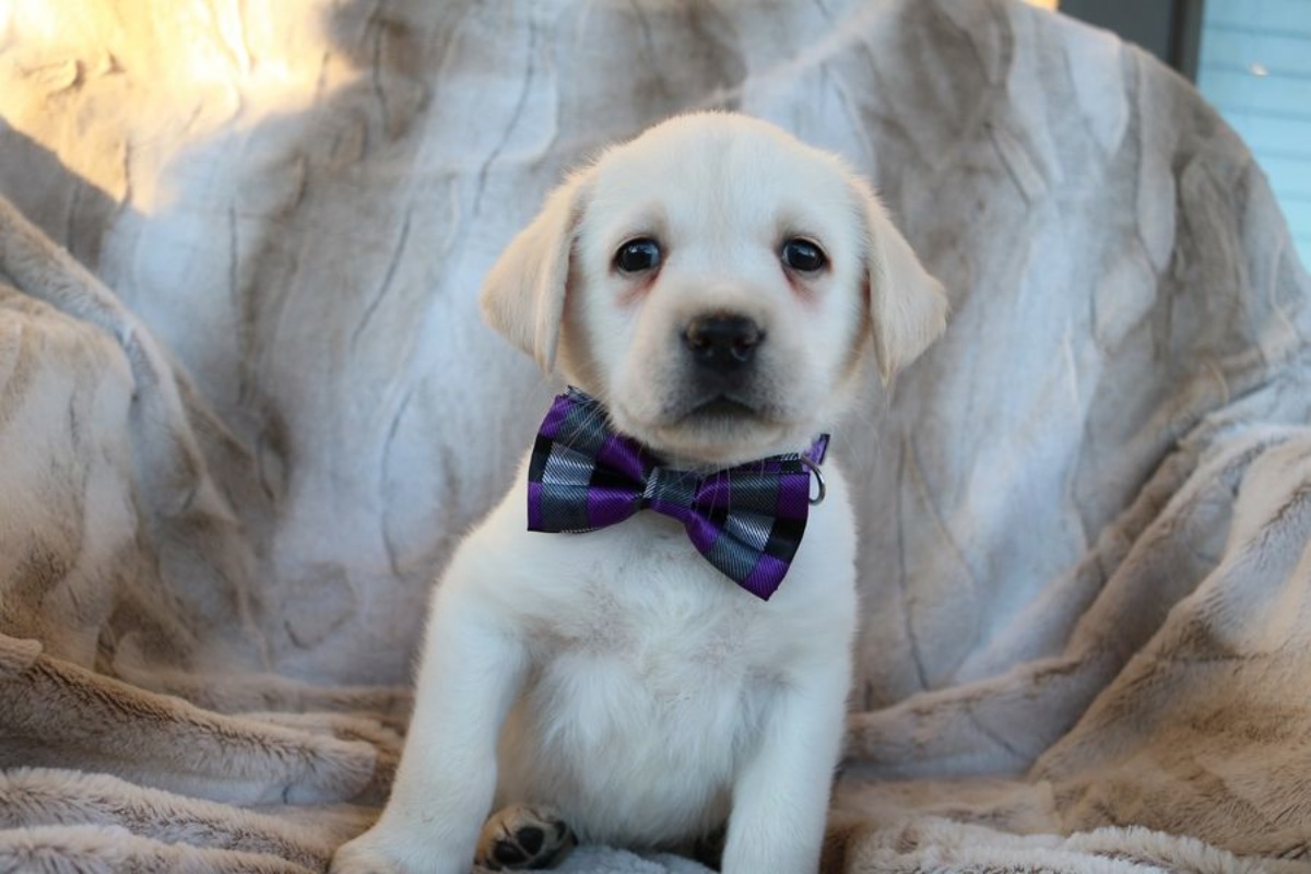 Angela adotta dei cuccioli di labrador