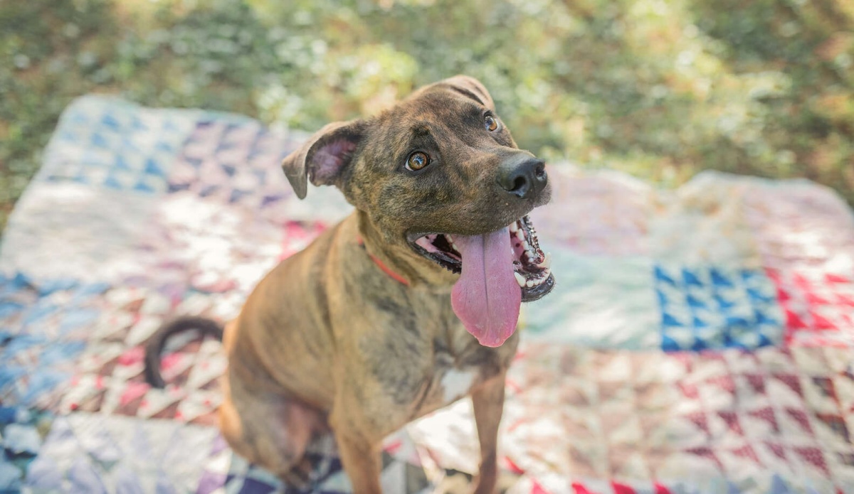 La nuova vita del cane Big Mac