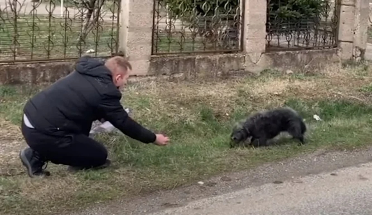 Cane randagio non riesce a smettere di ringraziare i suoi soccorritori