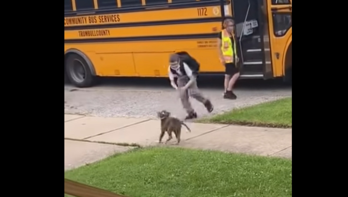 La riunione tra un cane e un bimbo che torna da scuola