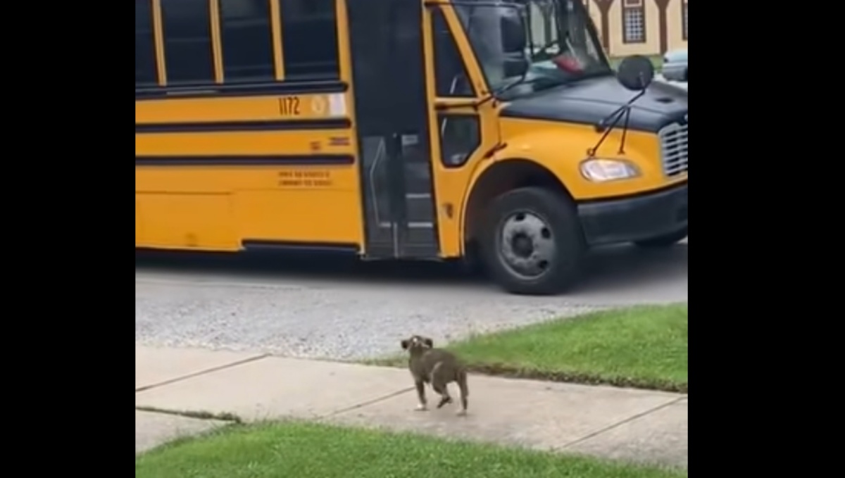 La riunione tra un cane e un bimbo che torna da scuola