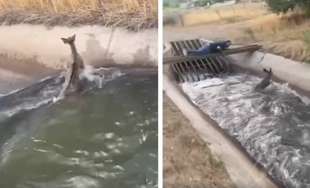 Il salvataggio di un cucciolo di cervo