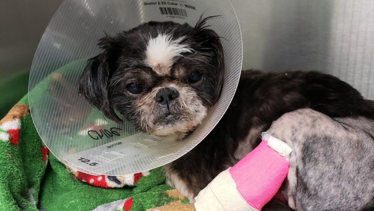 Fascia le zampe dei loro cani per evitare che graffino il pavimento: la sconvolgente storia di Chloe e Roxie