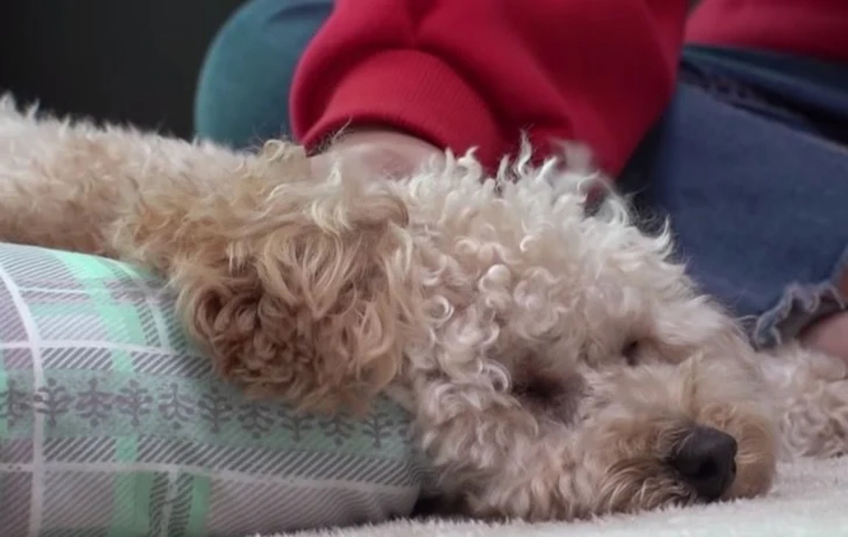 La storia del cane Choco