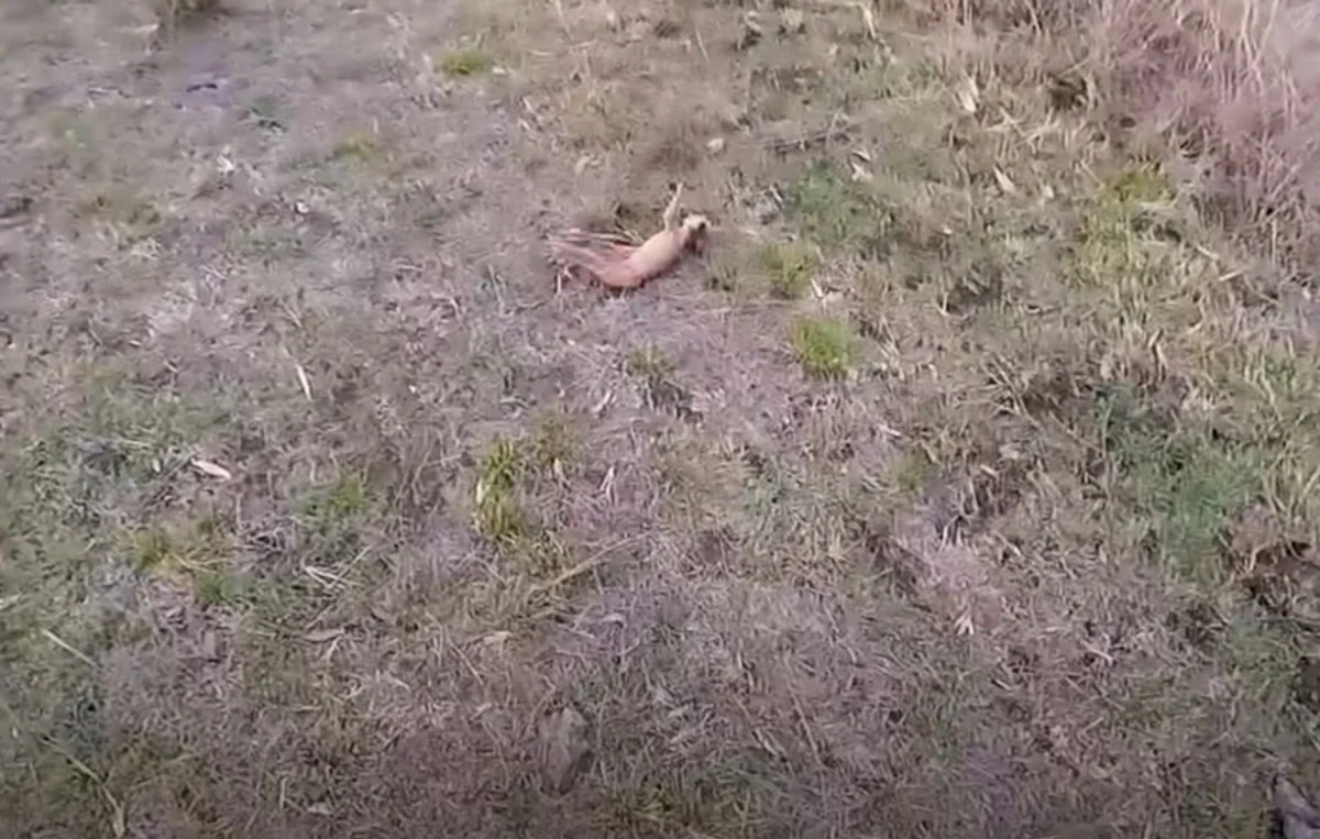 Il salvataggio del cucciolo di canguro