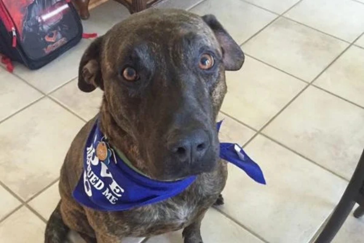 Dash, il cucciolo dal passato difficile che cerca costantemente un caldo abbraccio