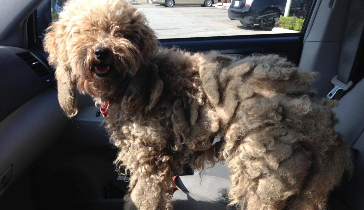 La trasformazione della cagnolina Dolly