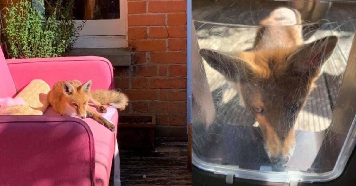 La volpe Foxy si intrufola nel cortile di una donna e decide che quella sarà la sua nuova casa