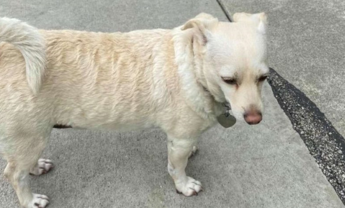 Harper, il cane che finge di essersi perso per ingannare i passanti