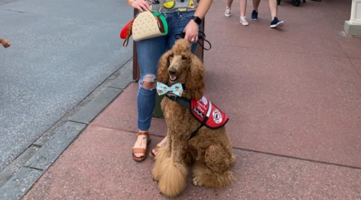 Jenn Bethune presa di mira da alcuni commenti maleducati su di lei e sul suo cane guida