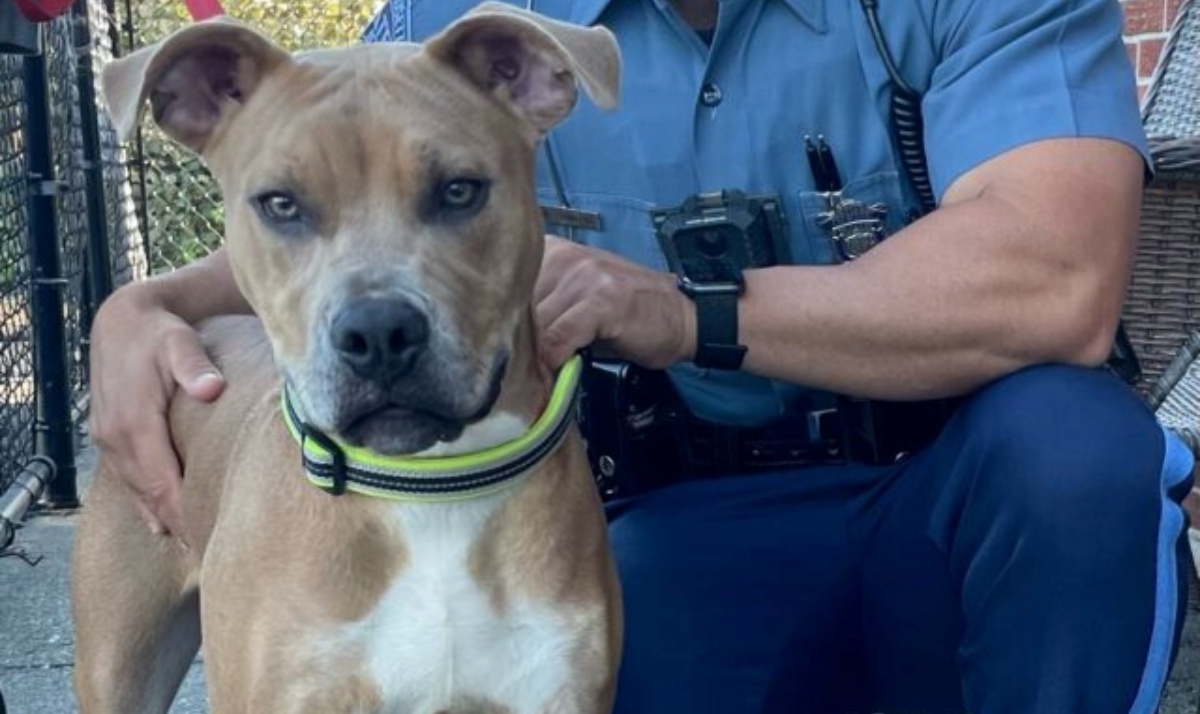 Il salvataggio del cane Killer