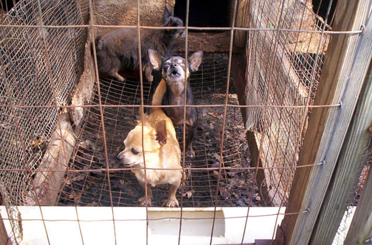 L'associazione nata per onorare la cagnolina Lily