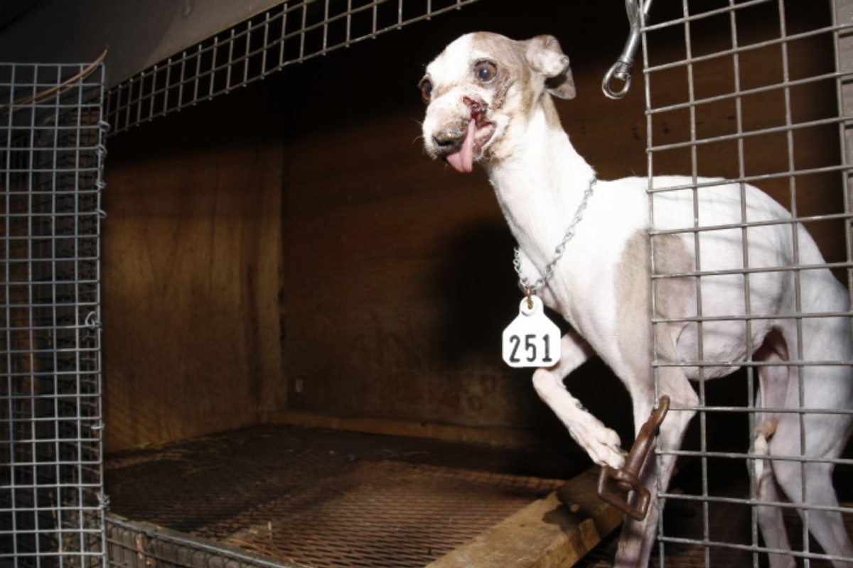 L'associazione nata per onorare la cagnolina Lily