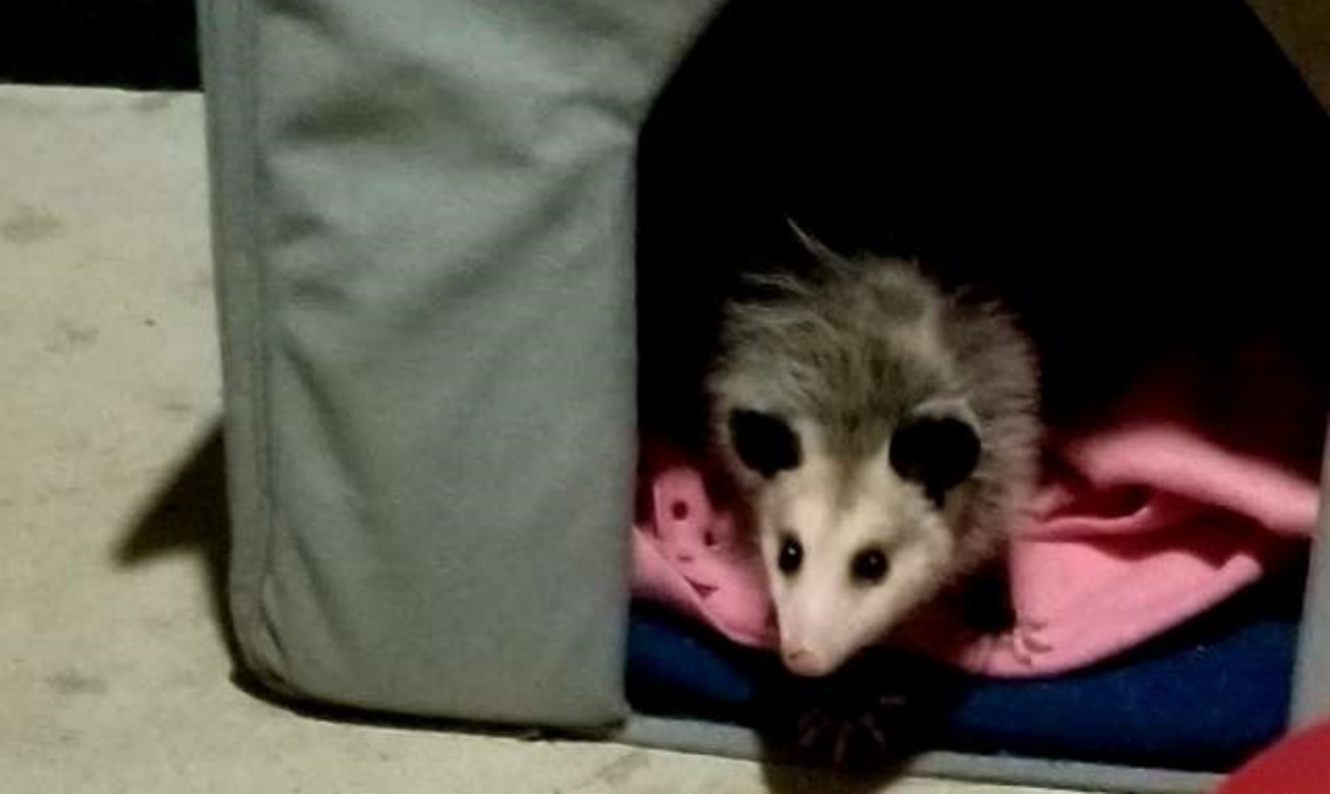 La storia di Loki, un opossum