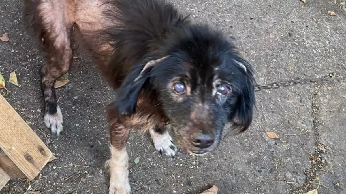 La nuova vita del cane Lucky