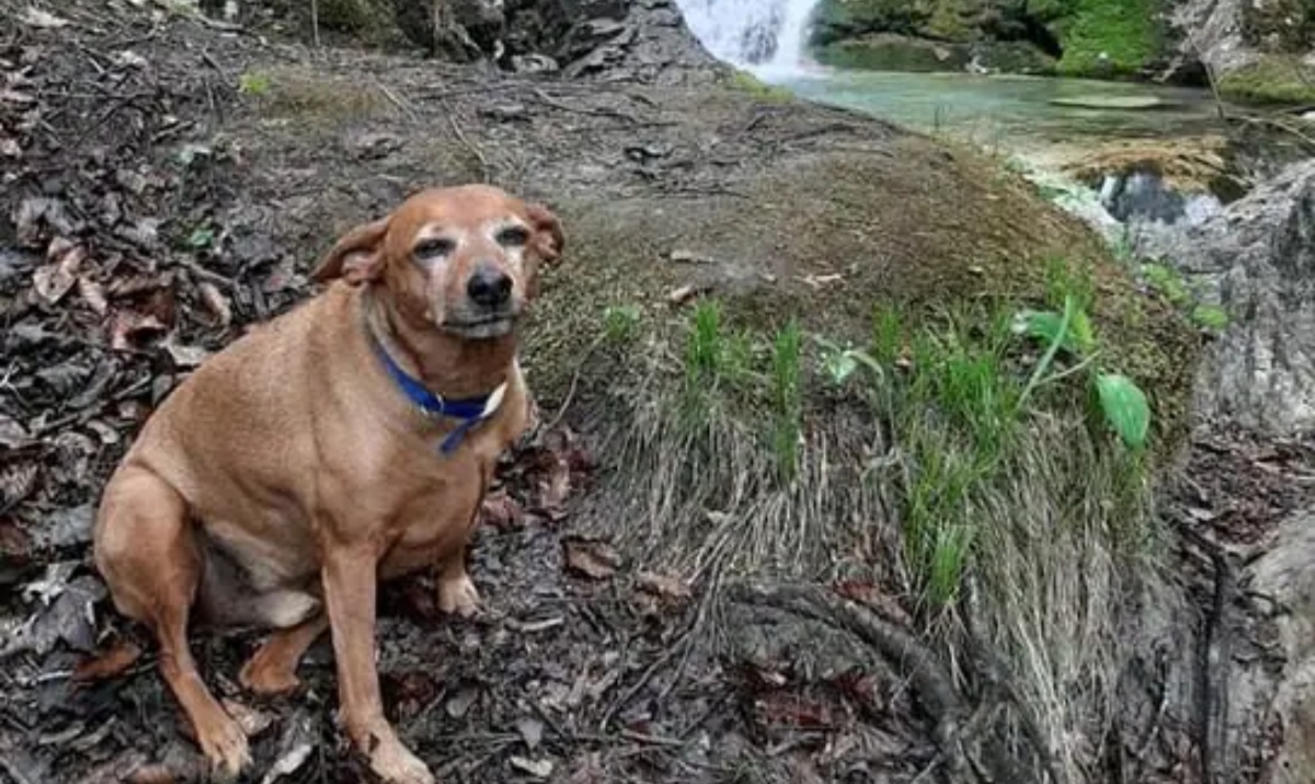 Addio al cane Luigi