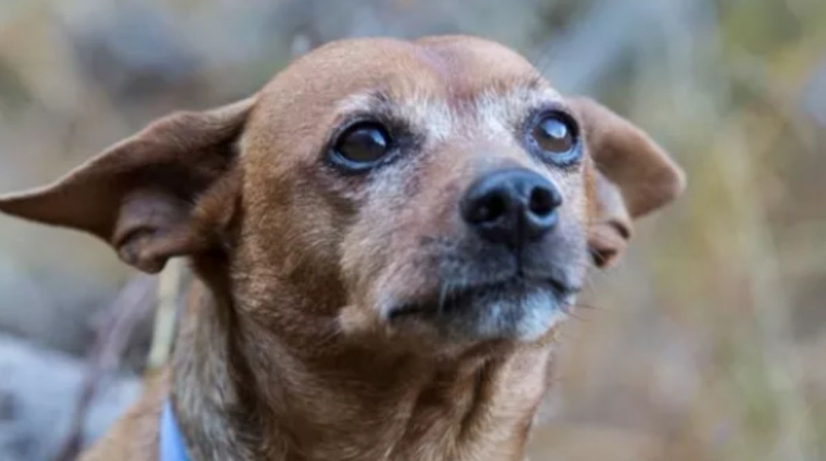 Addio al cane Luigi 