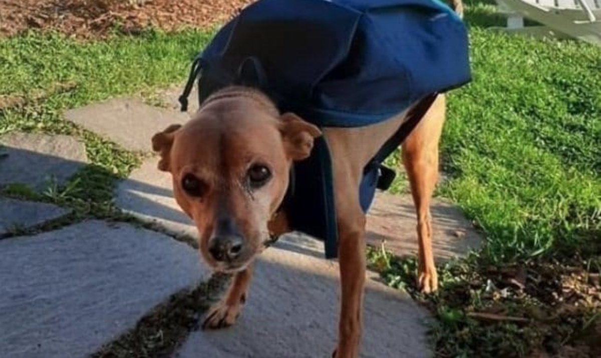 Addio al cane Luigi