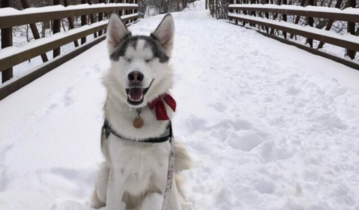 Il video del cane Mackenzie