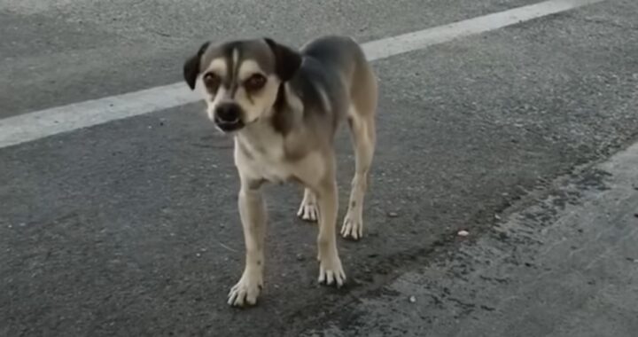 Il salvataggio di Mahlo e Scrappy