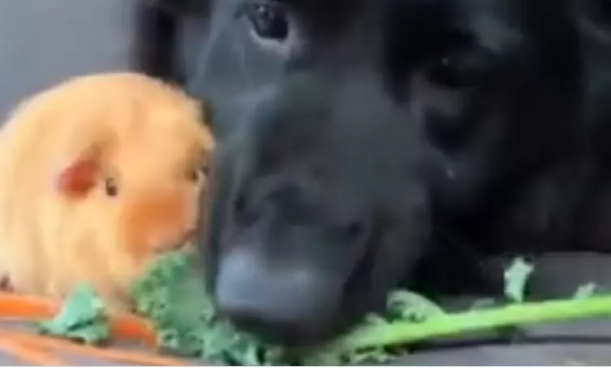 Il video del cane Marley