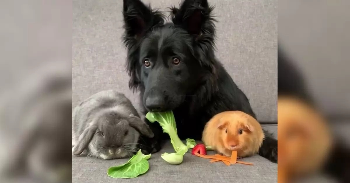 Il video del cane Marley