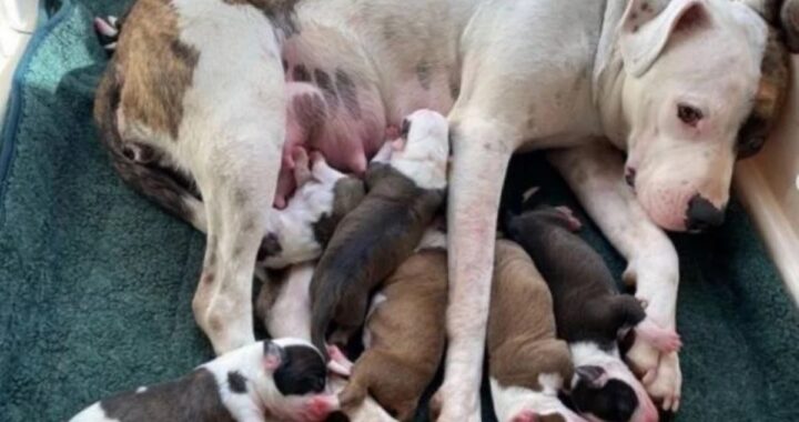 La storia della cagnolina Matilda