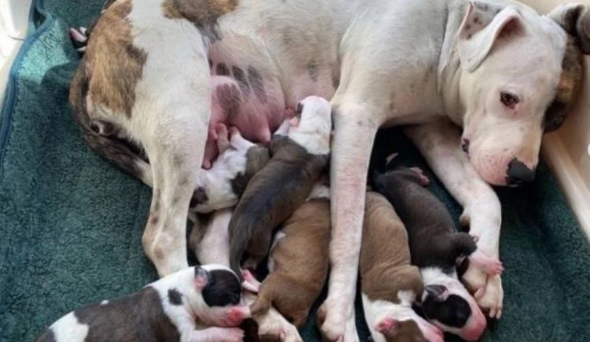 La storia della cagnolina Matilda 