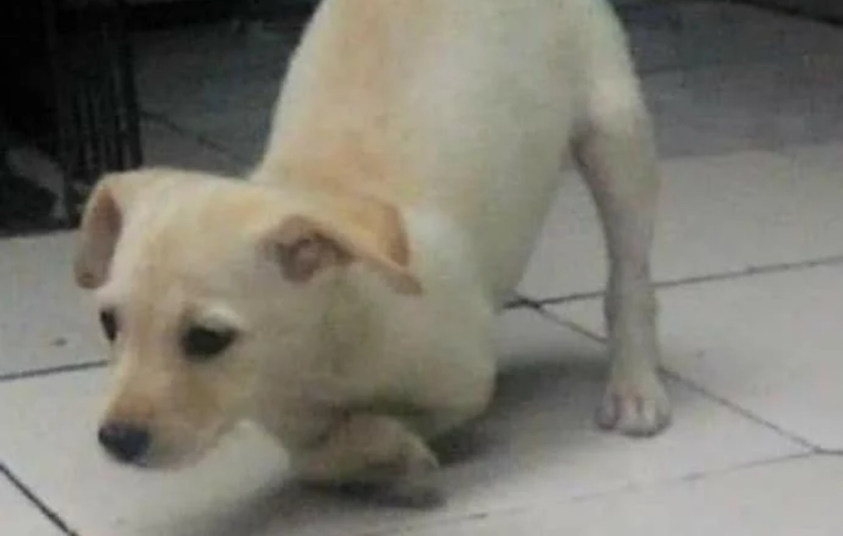 La storia della cagnolina Melissa