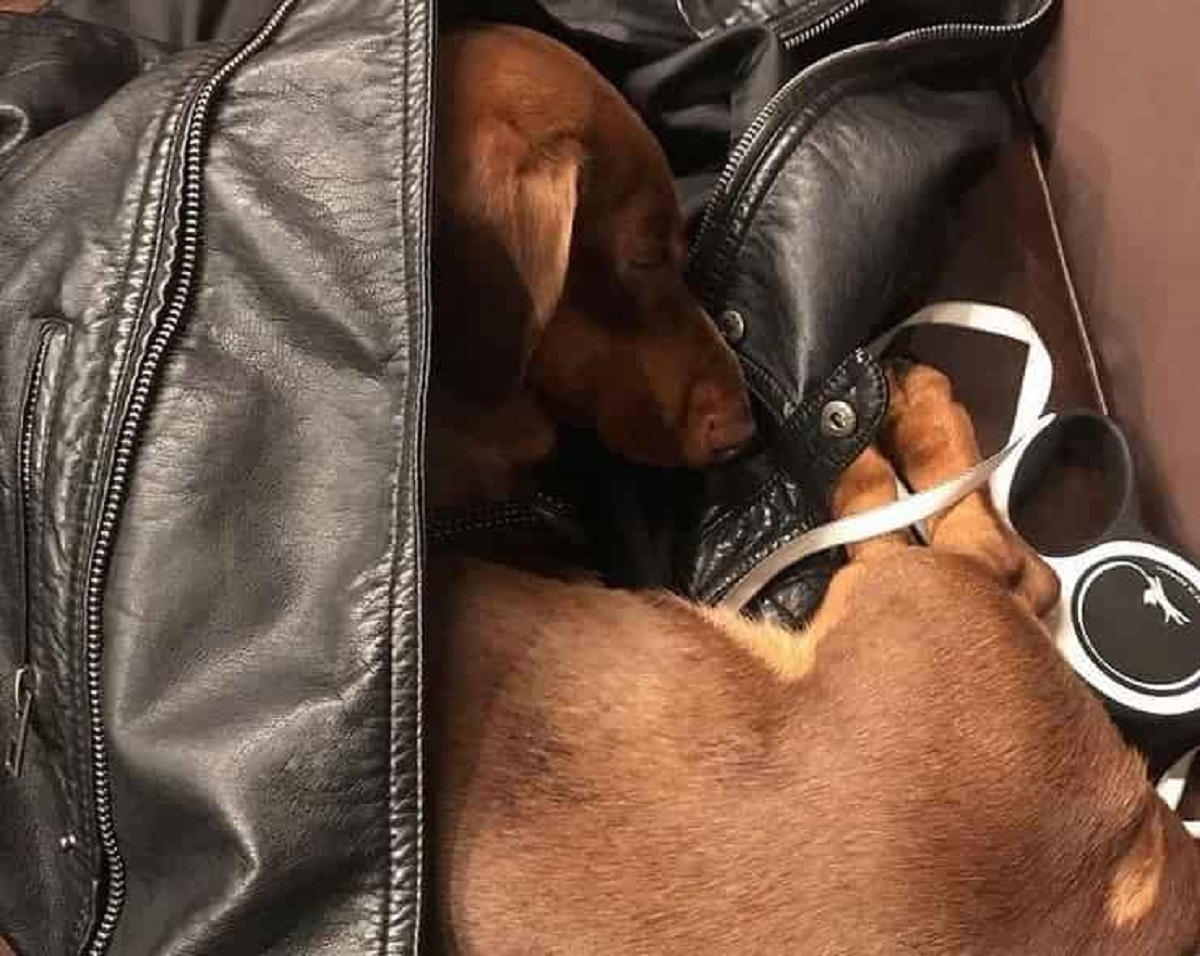 cane dorme nella giaccia del proprietario 