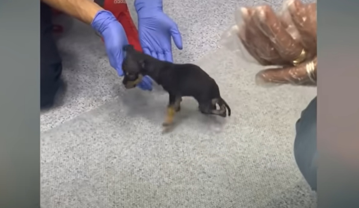 Mickey, il cagnolino abbandonato per strada perché malato