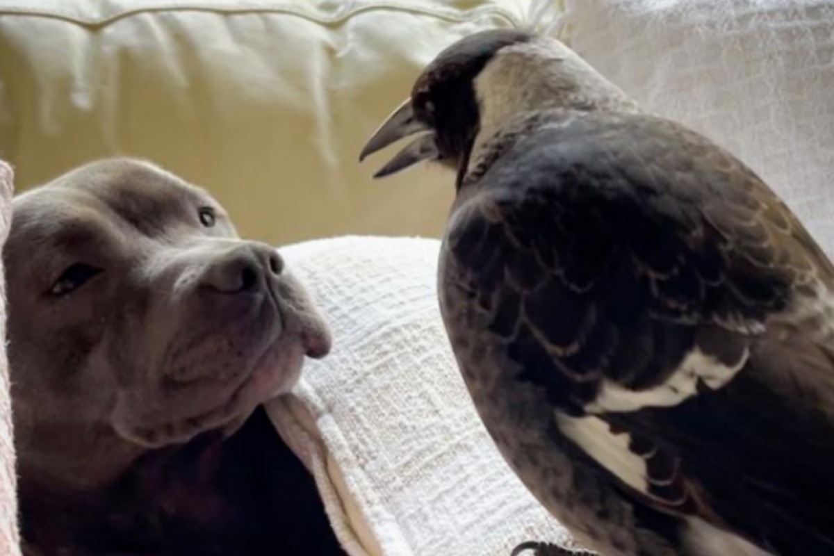 La gazza Molly è stata salvata da una famiglia ed ora vive felice con loro e con la cagnolina Peggy