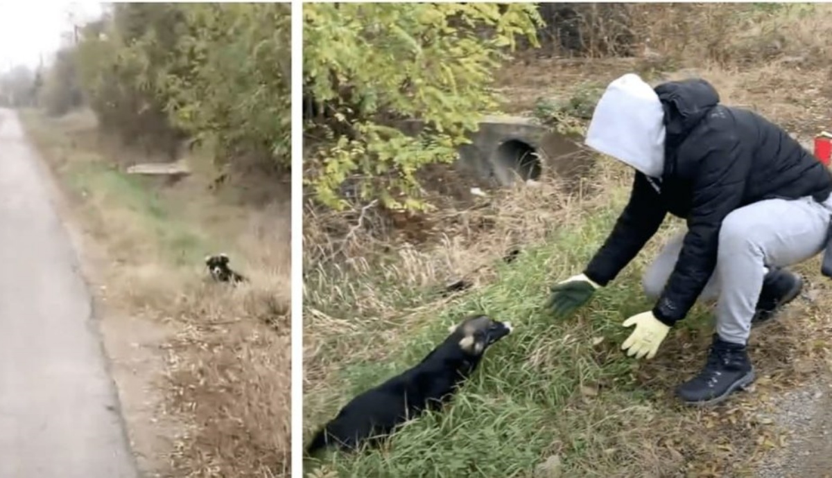 La commovente storia della cagnolina Nina