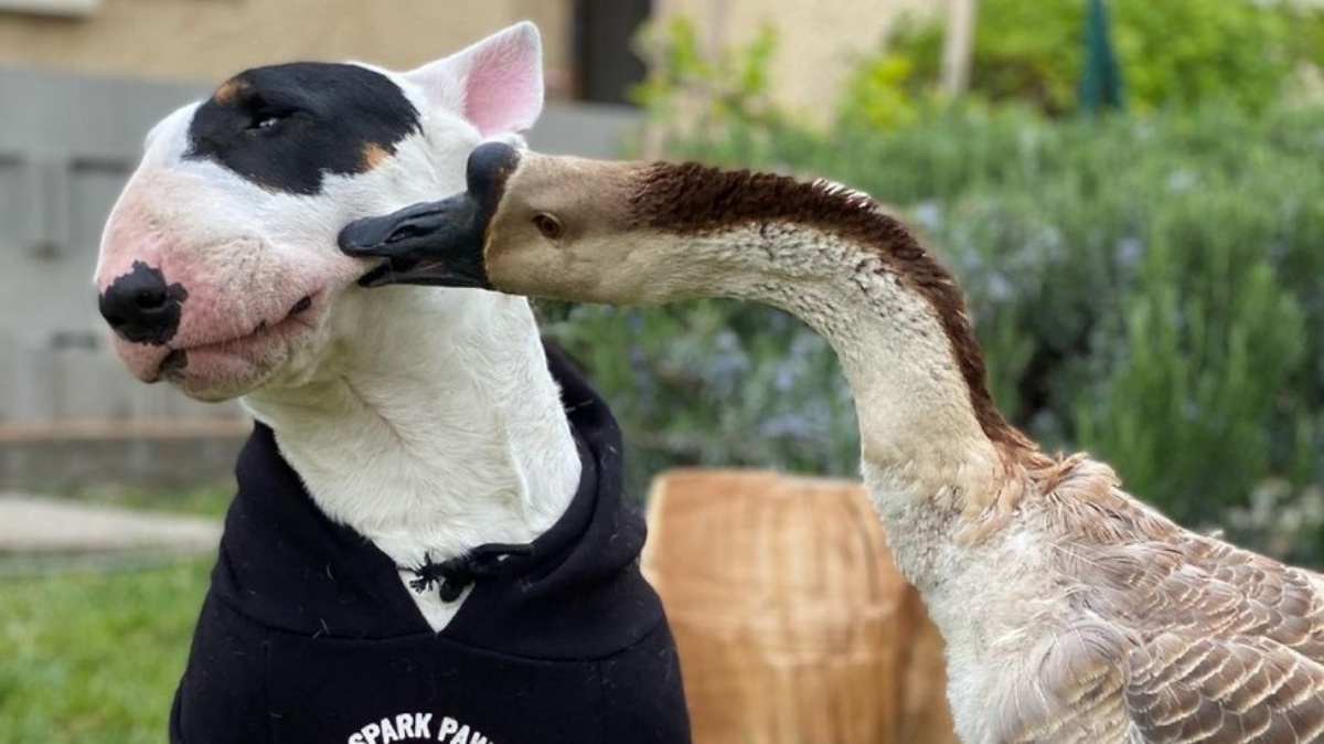 La bellissima storia del bull terrier Nino e dell’oca Rillette