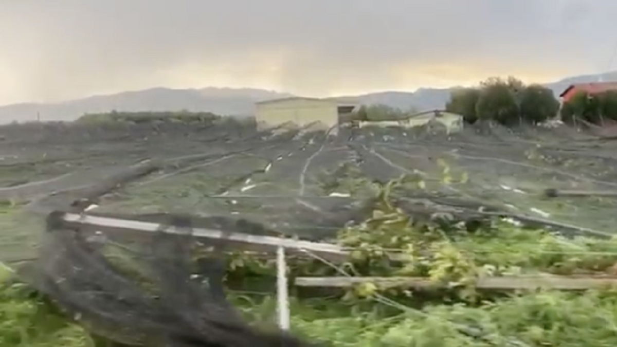danni all'agricoltura