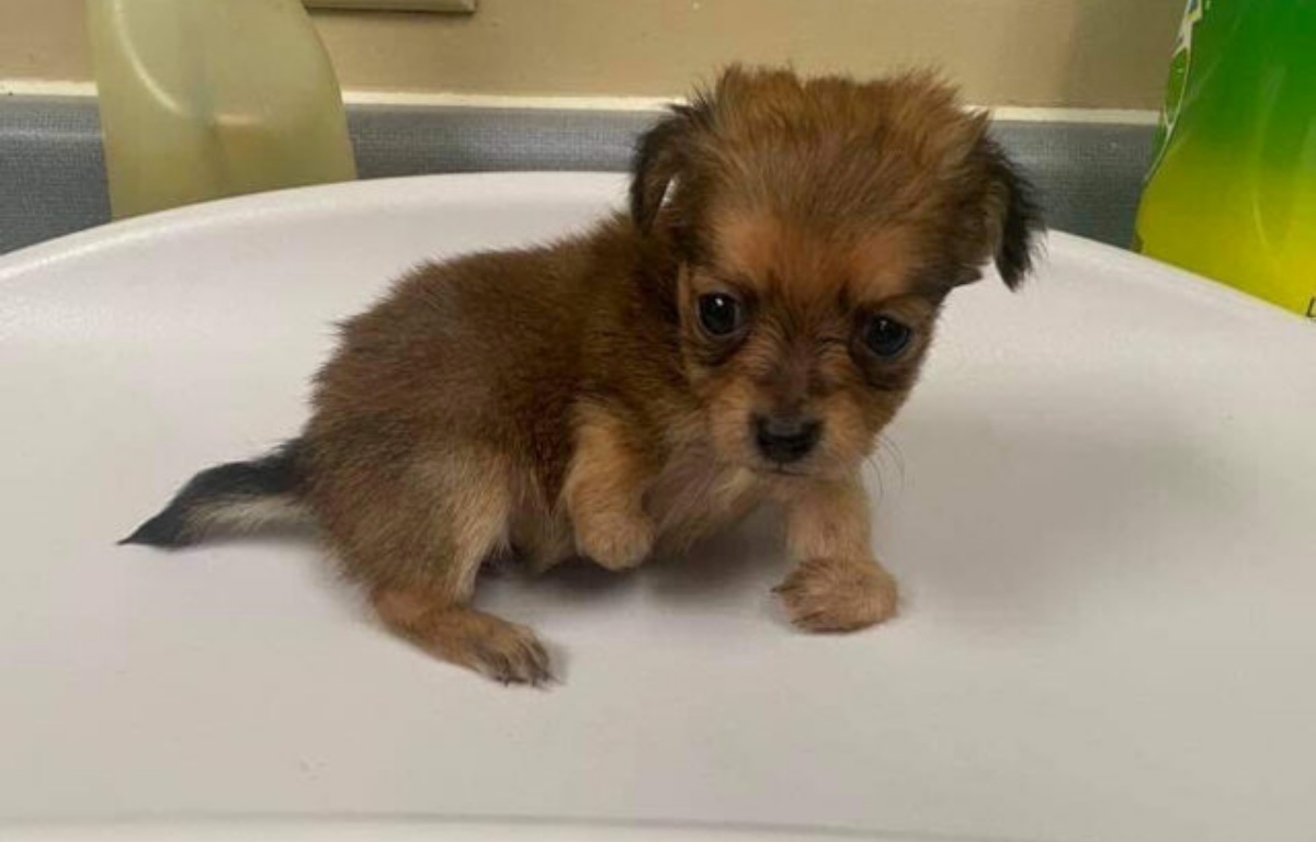 La storia della cagnolina Olivia