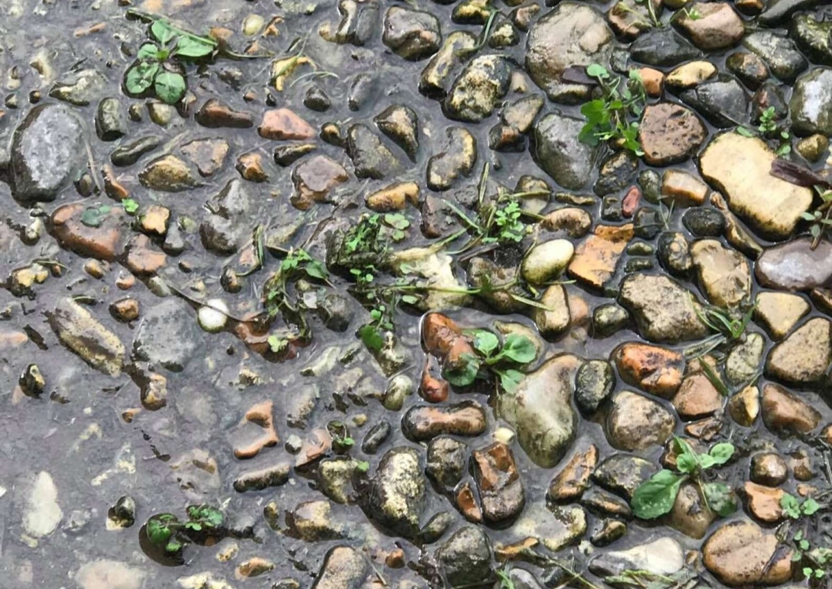 Nessuno riesce a trovare la rana nascosta nella foto: il giochino social