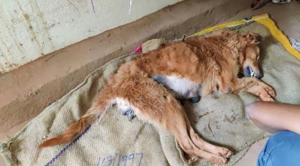 Rani, salvata grazie alla grande iniziativa di un’associazione animalista