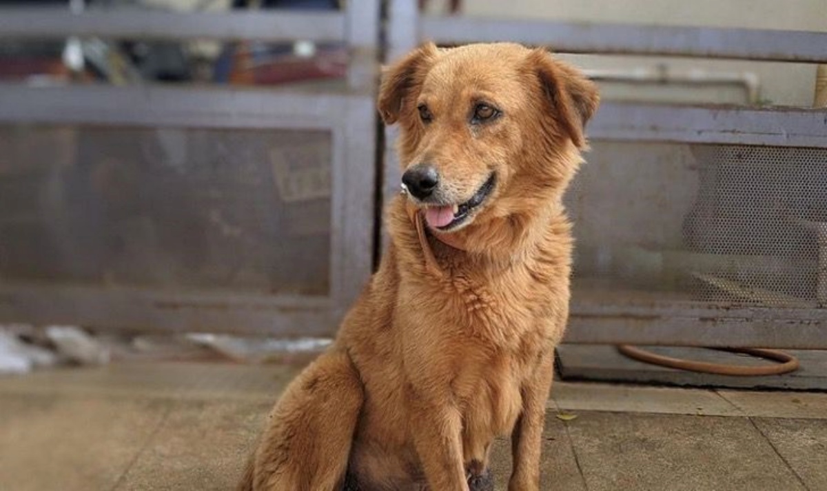 La storia della cagnolina Rani