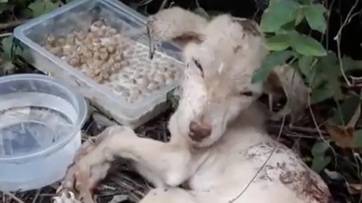 La storia del cane Recka, abbandonato e poi investito da un’auto