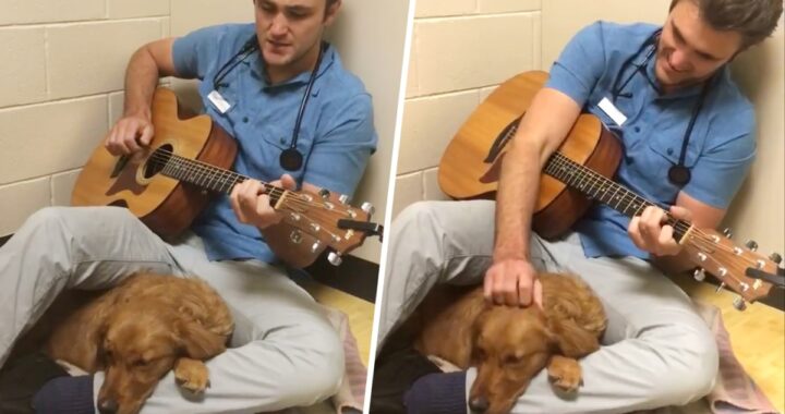 Il veterinario Ross Henderson