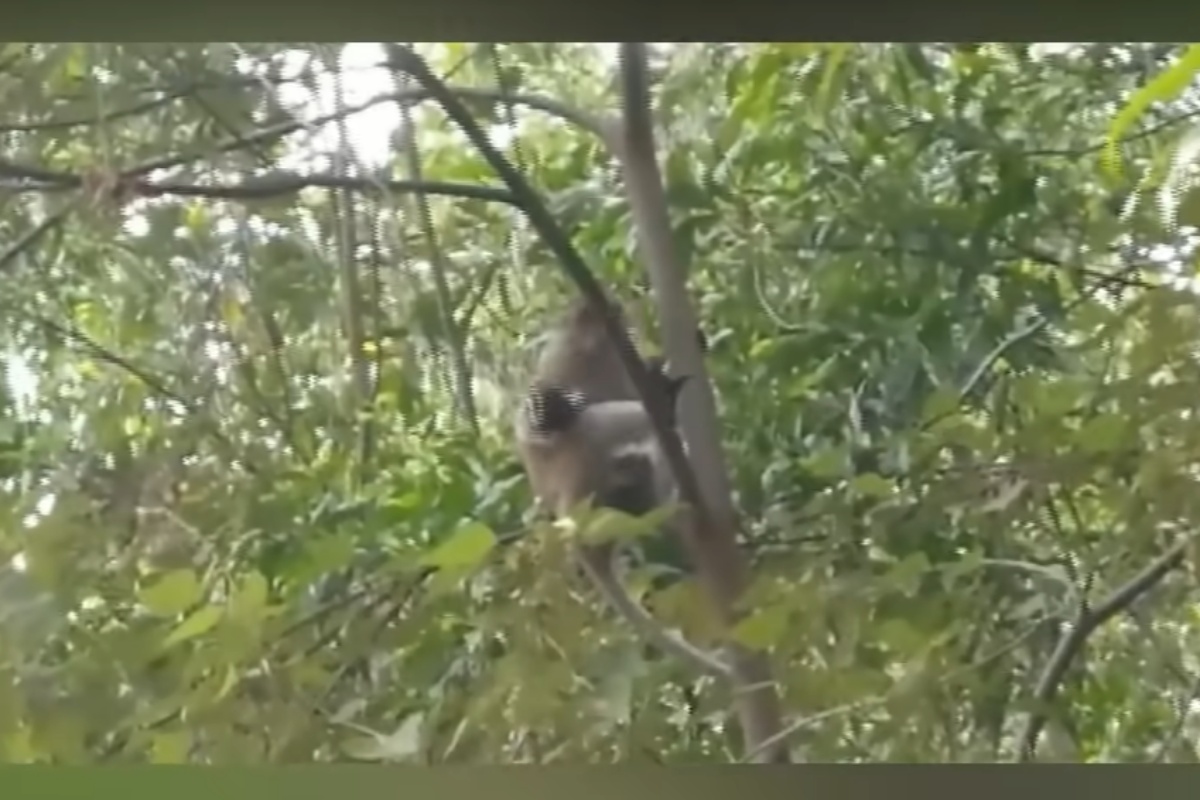 Saru rapito da un macaco