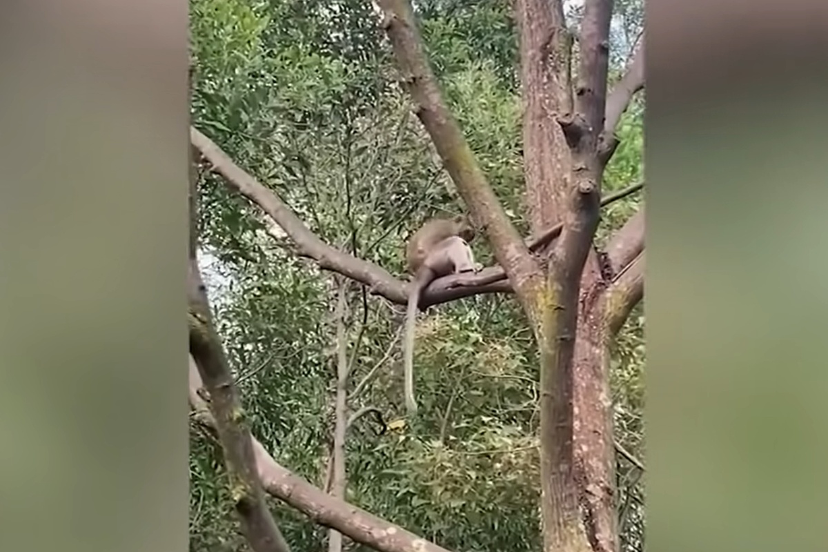 Macaco rapisce il piccolo Saru e non lo lascia andar via per nessuna ragione