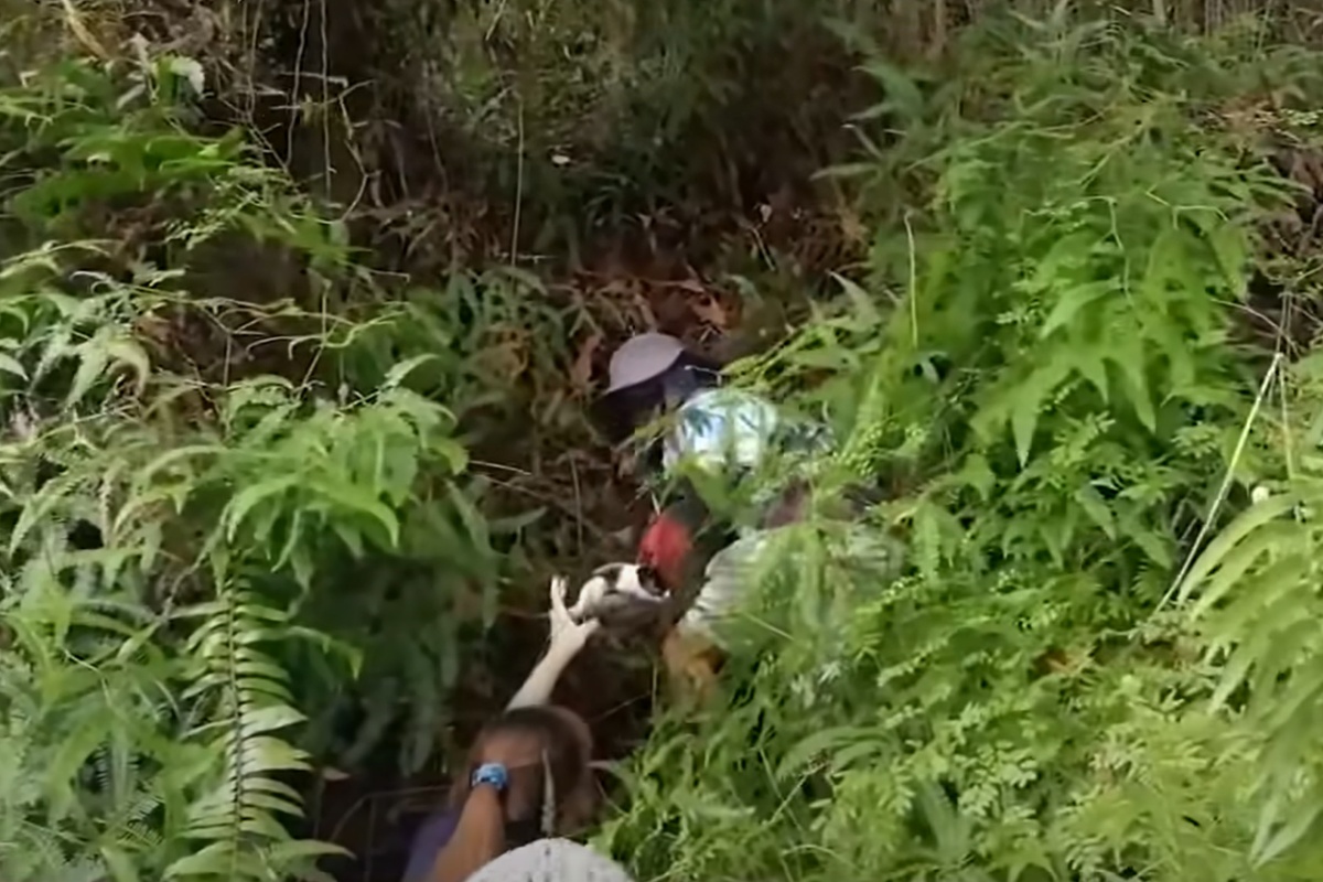 Saru rapito da un macaco