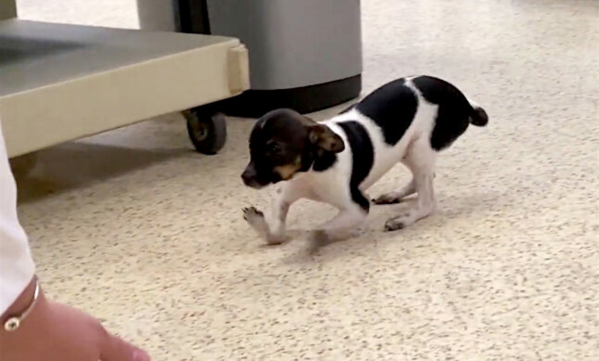 Siggi il cane con le zampe capovolte torna a camminare